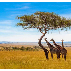 africa-animals-768x512_280x280_crop_478b24840a