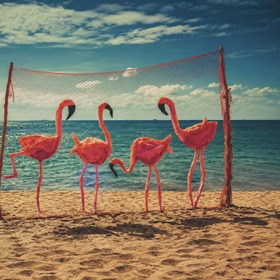 flamingo_280x280_crop_478b24840a